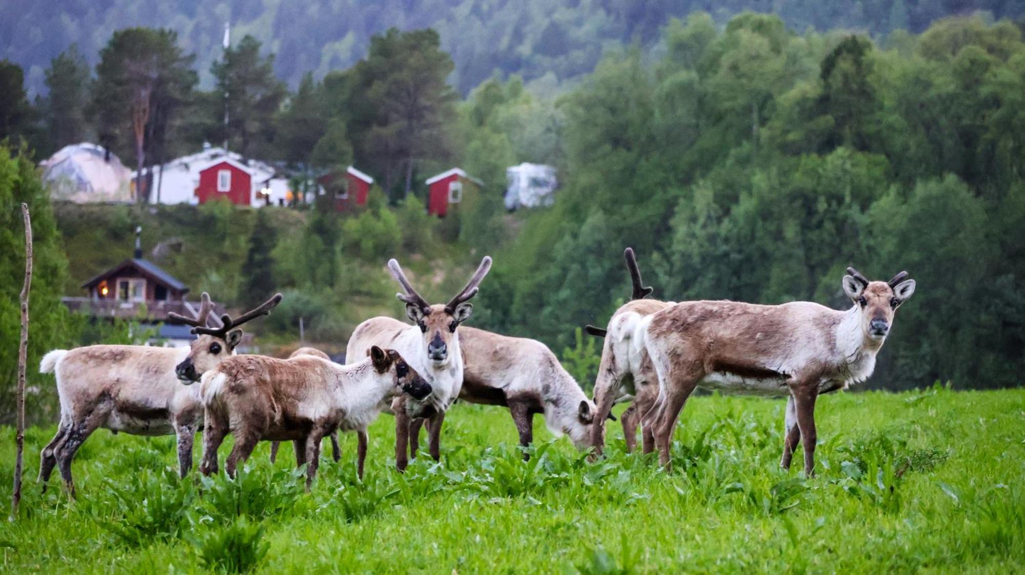 Вилла Norwegian Wild Brygghaugen Экстерьер фото